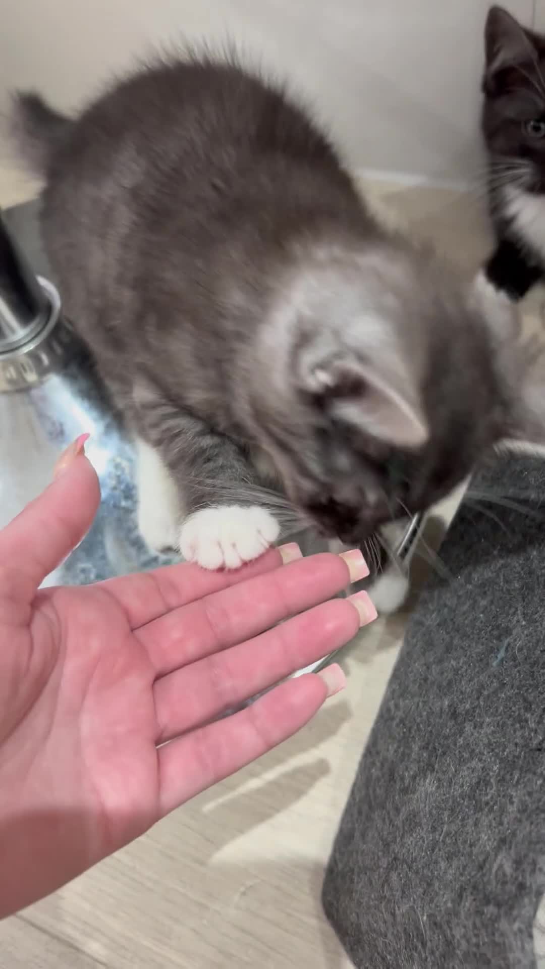Persian cats for sale: 😻 x2 Male Chinchilla Persians 😻 - Video 1