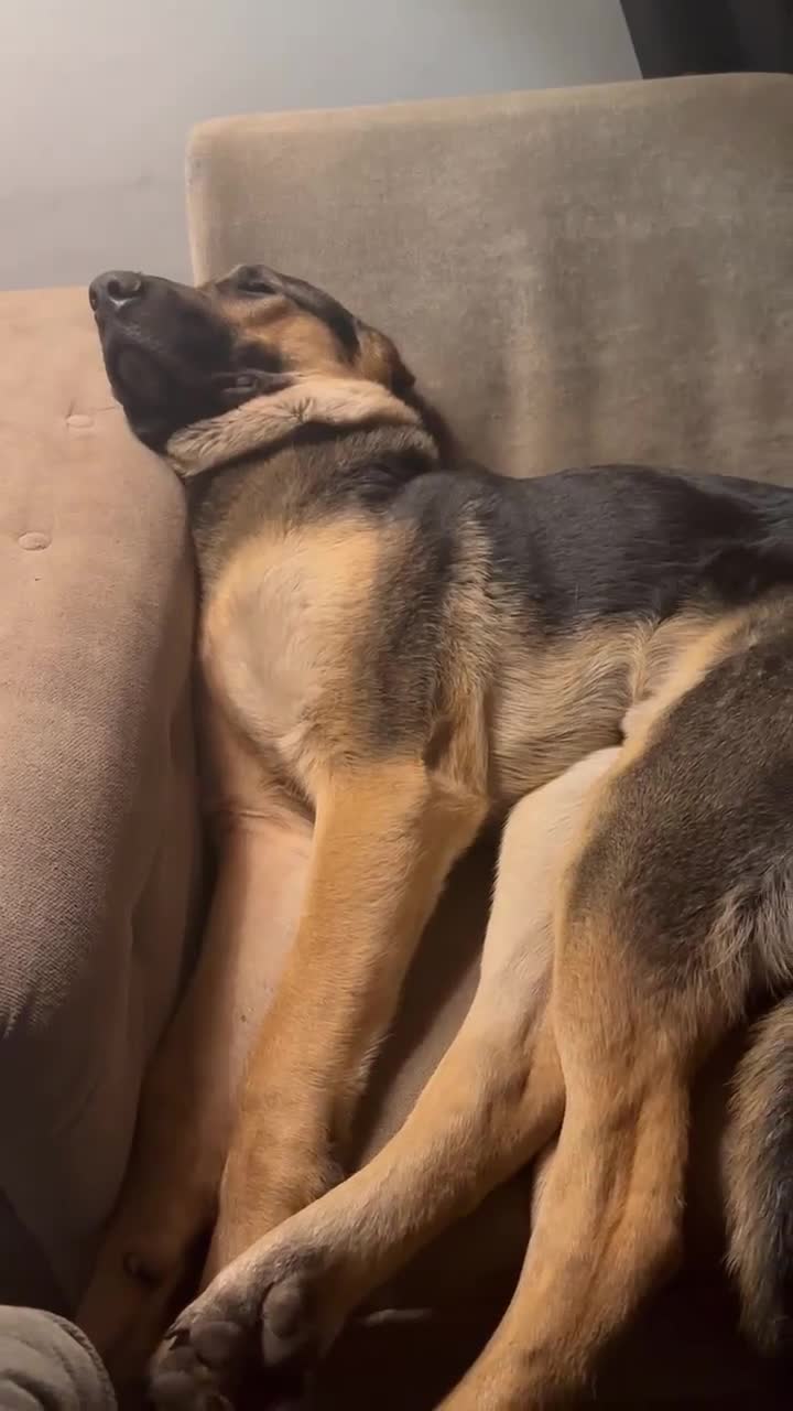 Mixed Breed dogs for adoption: Amigo the puppy that wants to be your friend - Video 5