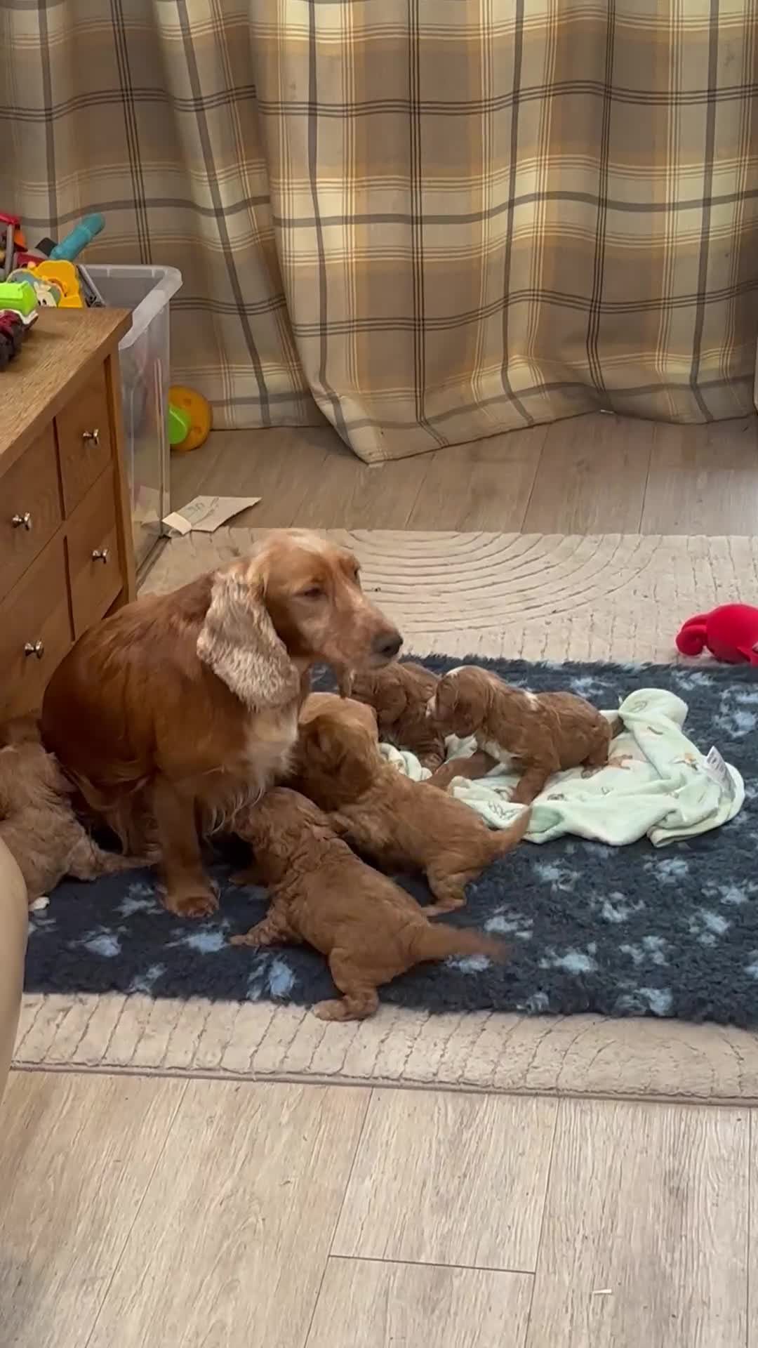 Cockapoo dogs for sale: F1 Cockapoo puppies - Video 2