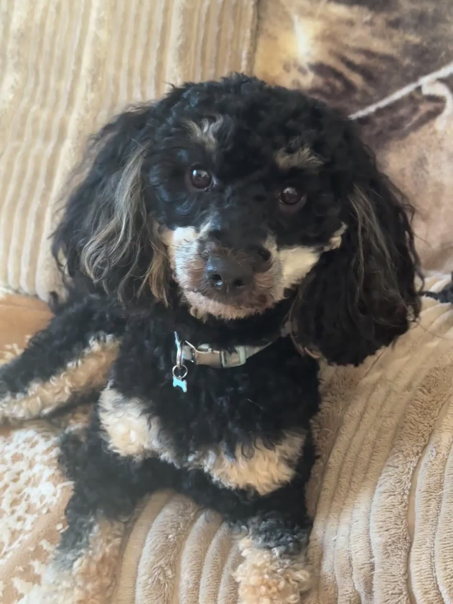 Miniature Poodle dogs for sale: Miniature poodle phantom - Video 1