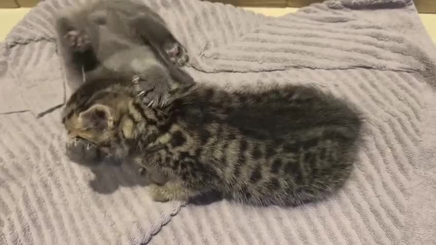 Mixed Breed cats for sale: 4 Beautiful Male Kittens Ready 15th May - Video 1