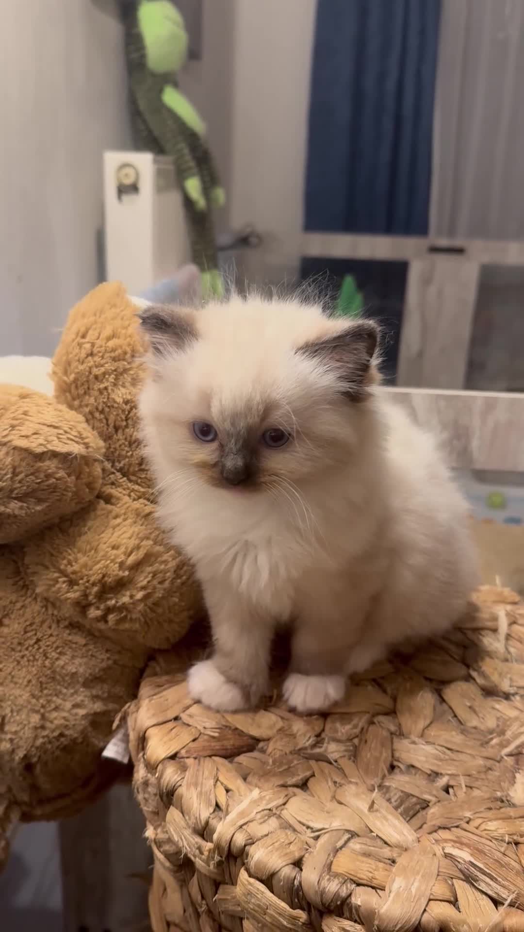 Ragdoll cats for sale: One boy available  - Video 2