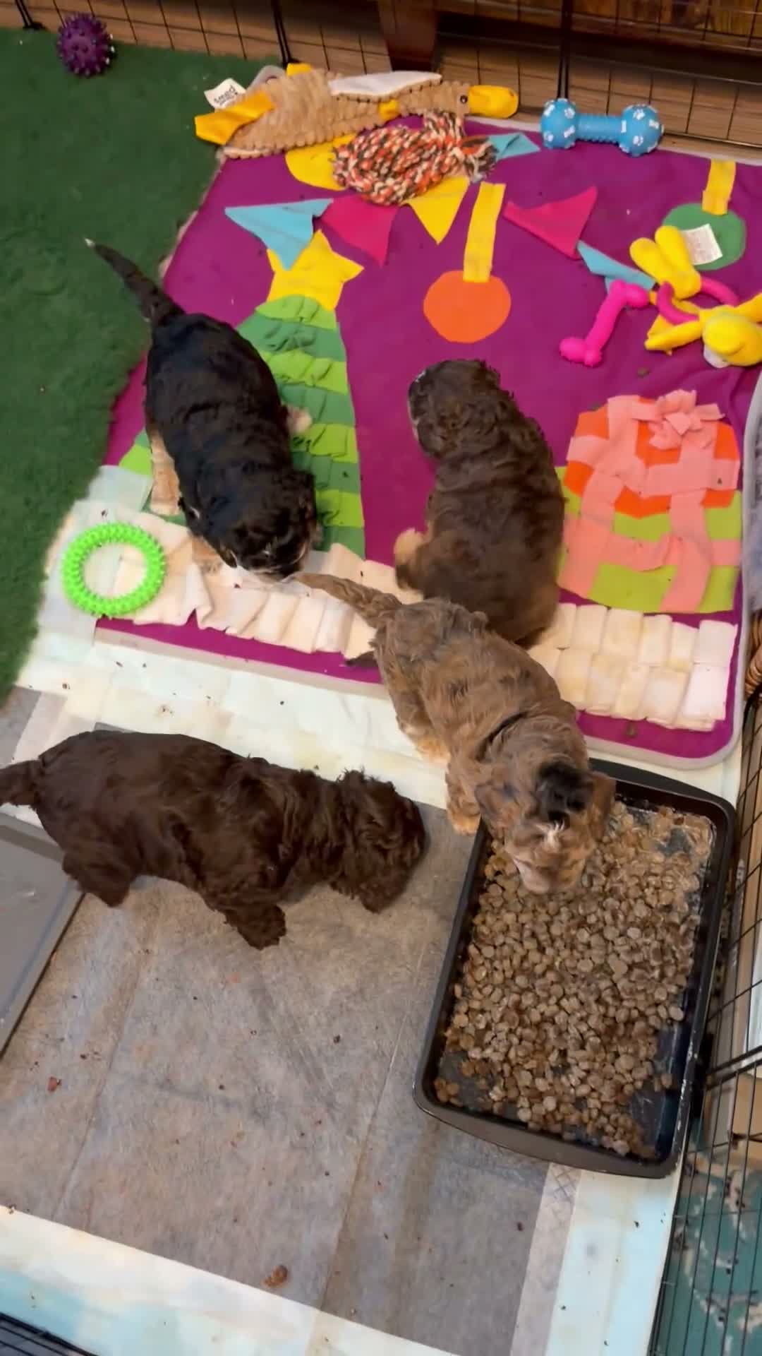 Cockapoo dogs for sale: Rare Chocolate Merle, Phantoms,Teddybear Girls | in Bristol - Video 1