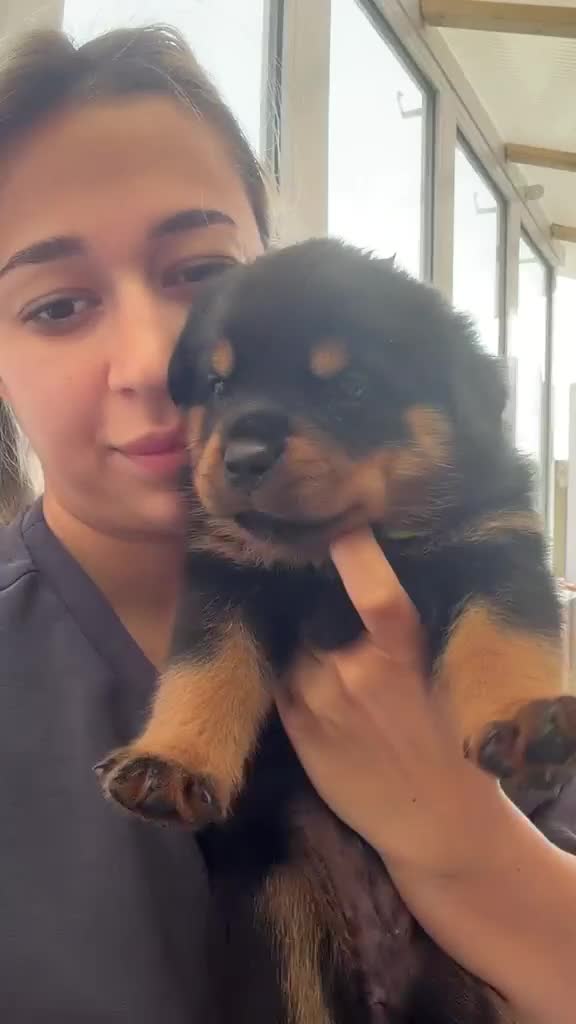 Rottweiler dogs for sale: Outstanding litter of True Type Rottweilers  - Video 4