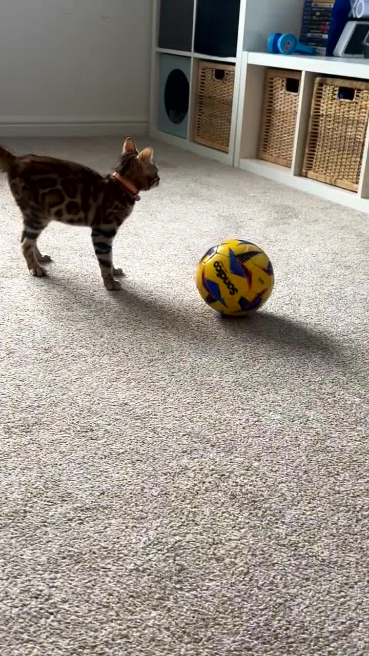 Bengal cats for sale: Bengal kitten for sale  - Video 3