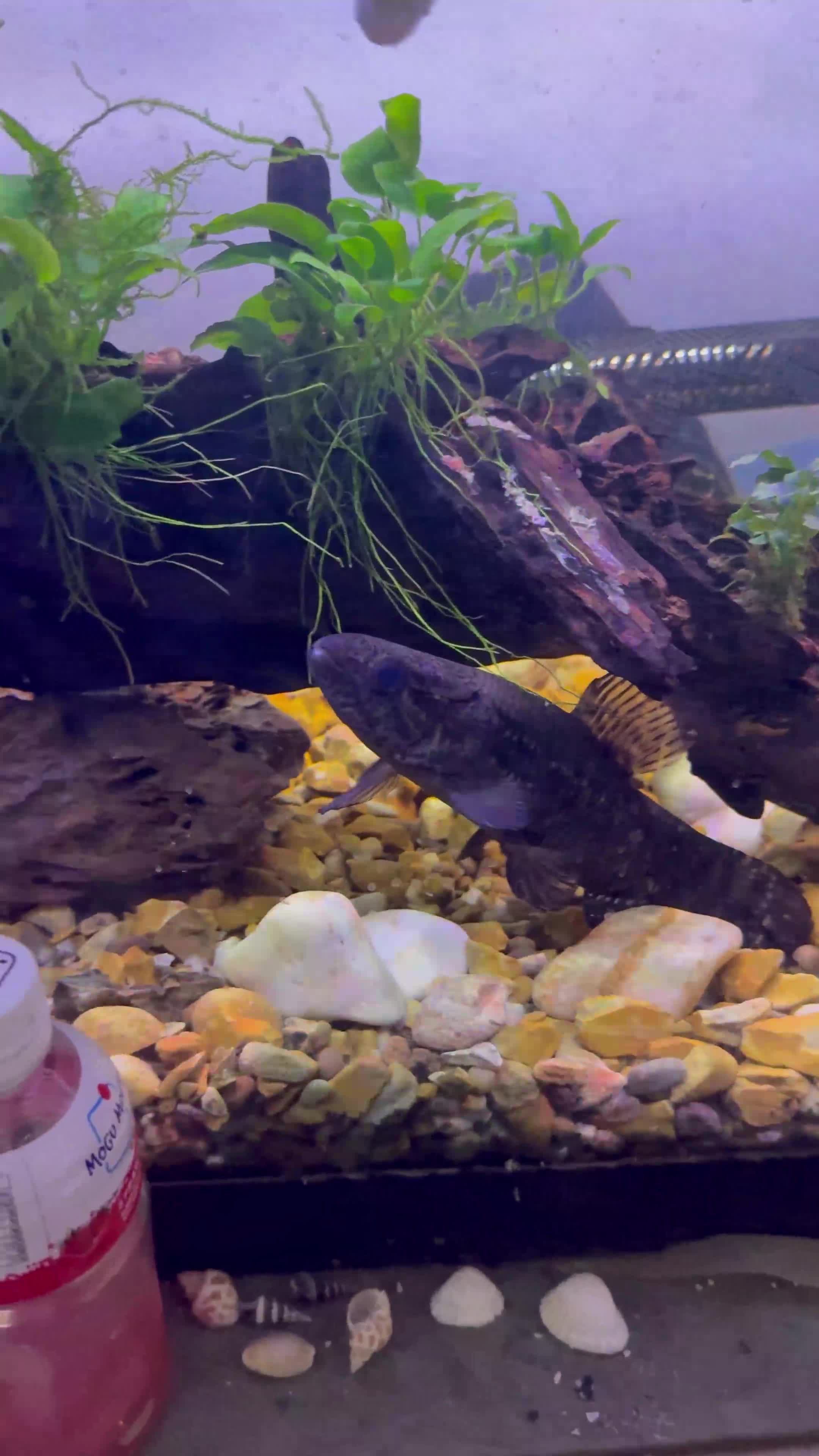 Other/Mixed Breed fish for sale: Black wolf fish (Hoplias curupira) - Video 1