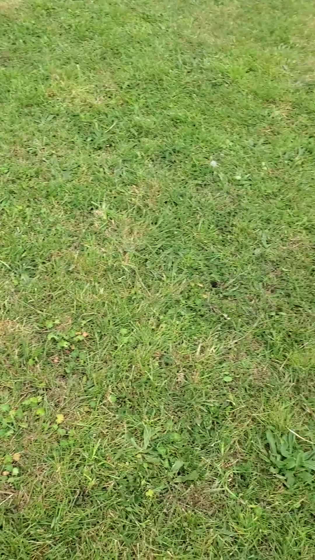 Mixed Breed dogs for sale: 3 Beautiful Jack Russell Cross Pups - Video 1
