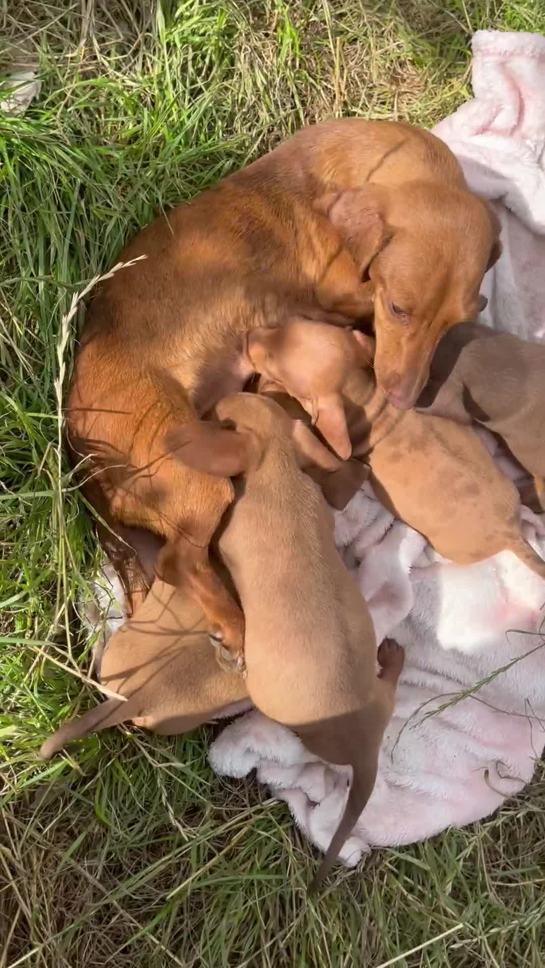 Miniature Dachshund dogs for sale: dachshund puppies - Video 2