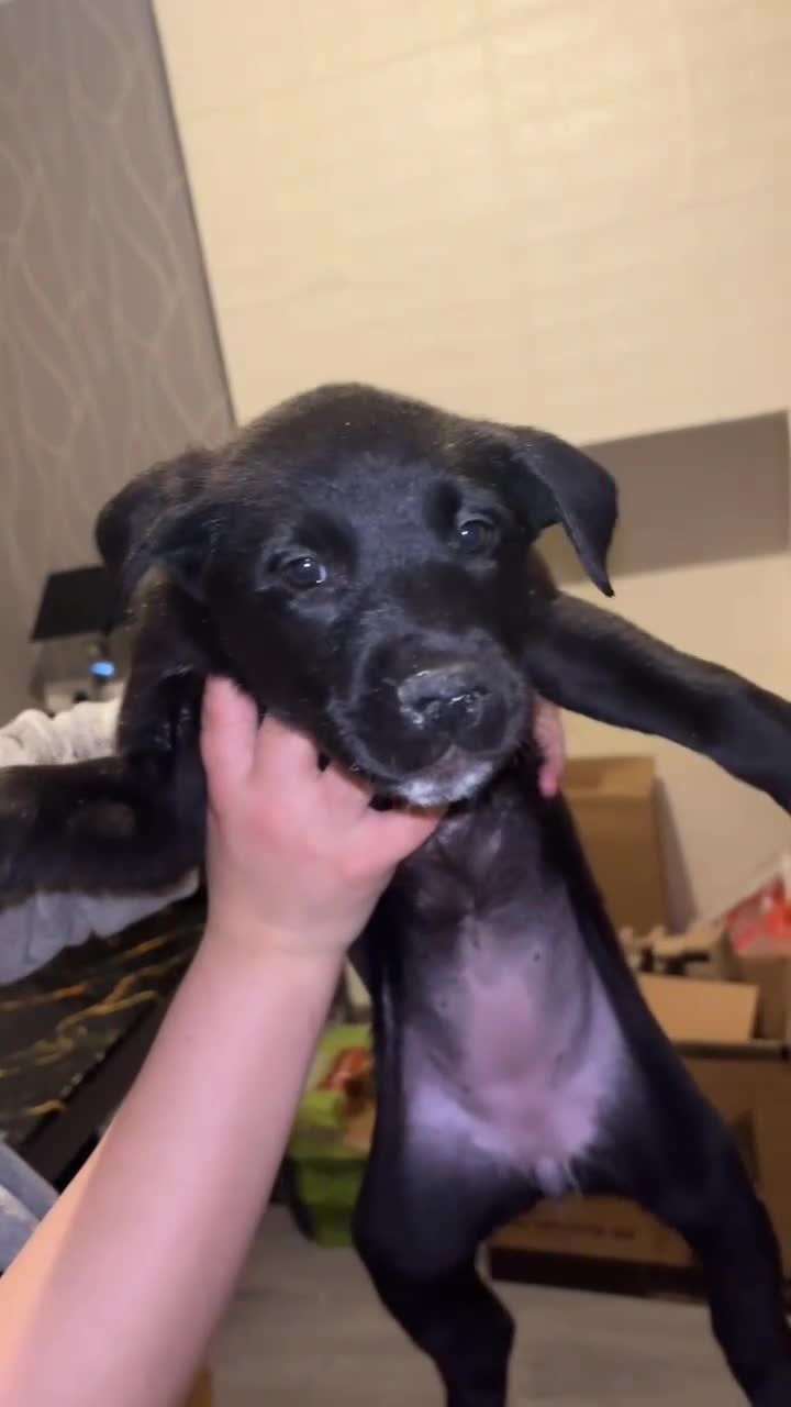 Mixed Breed dogs for sale: Lovey Husky Mix Puppies - Video 1