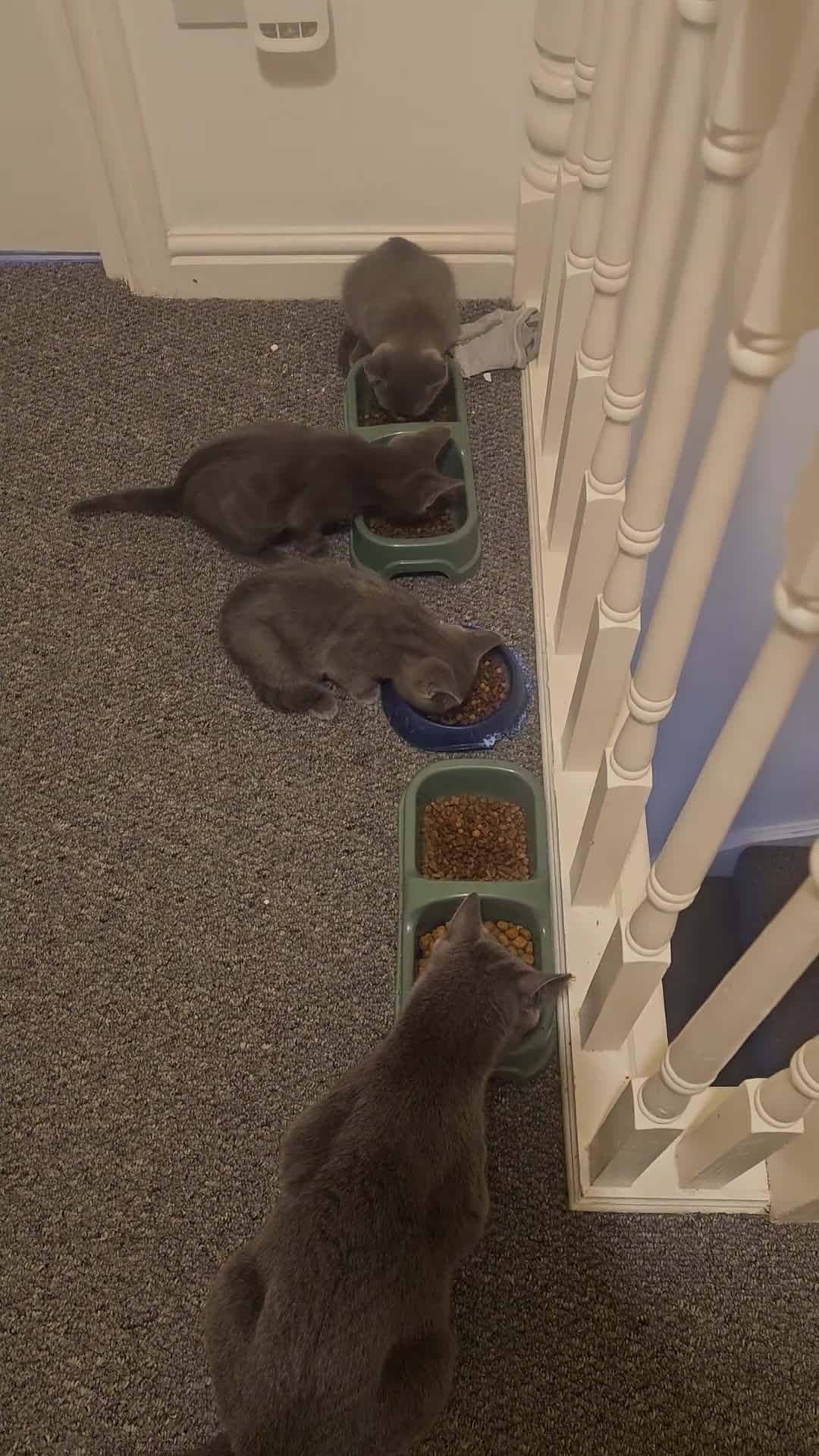 Russian Blue cats for sale: 1 Russian Blue kitten available - Video 1