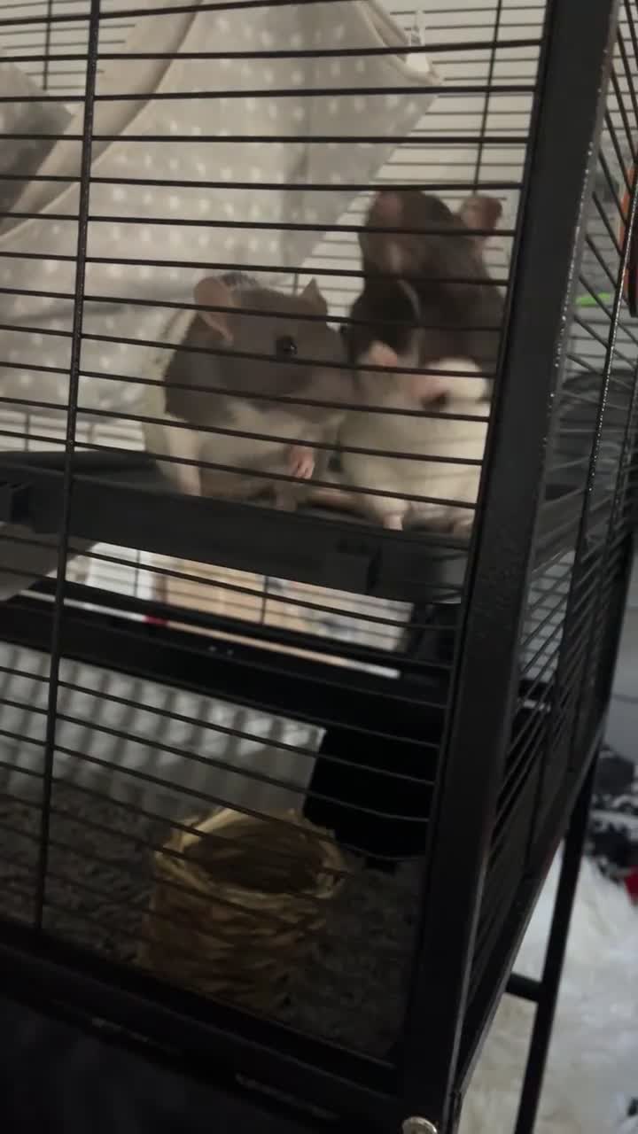 Rat rodents for sale: two female rats for sale! in Richmond - Video 1