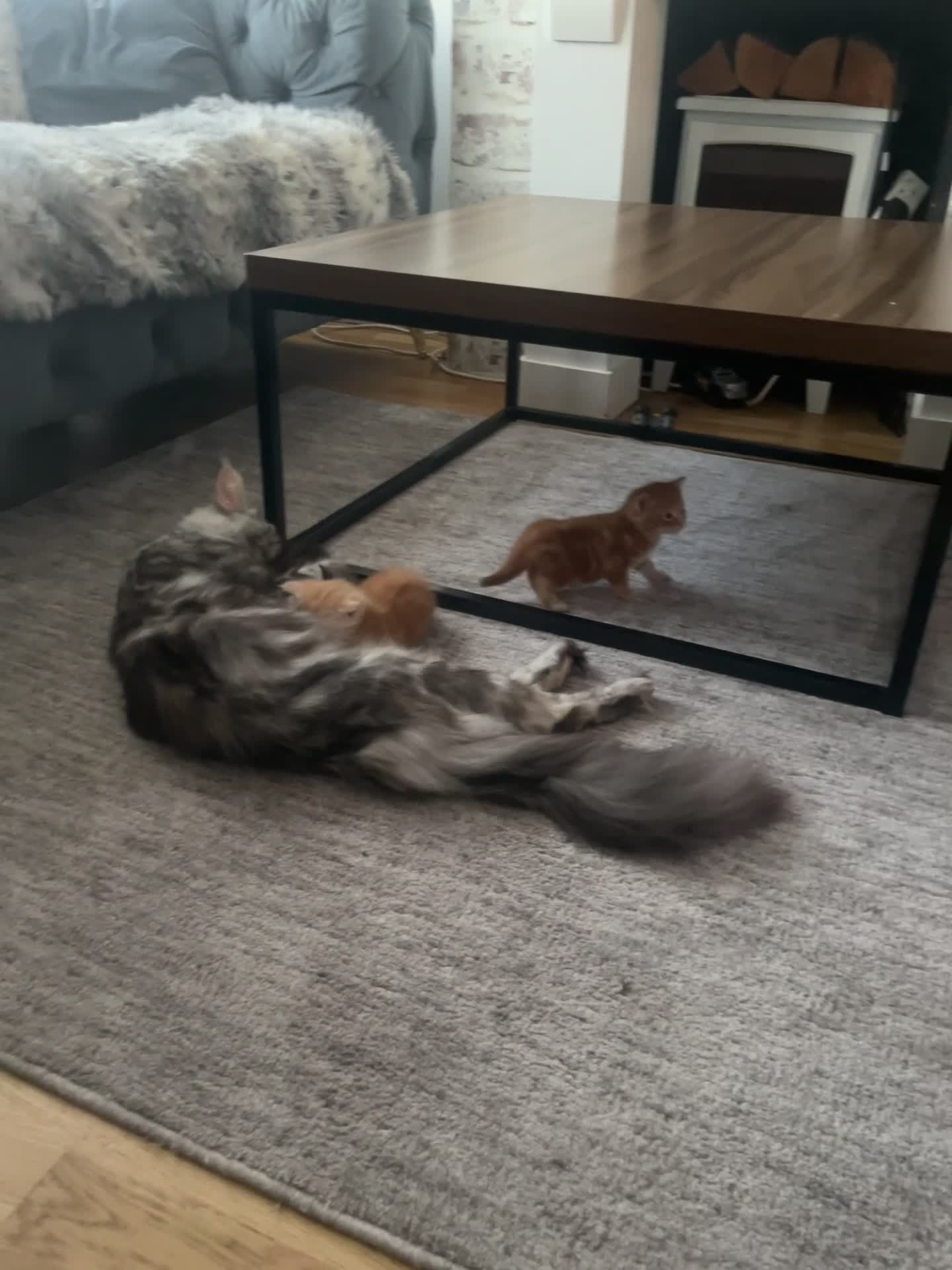 Mixed Breed cats for sale: 4Maine Coon Cross Male Kittens Need Loving Homes . - Video 2