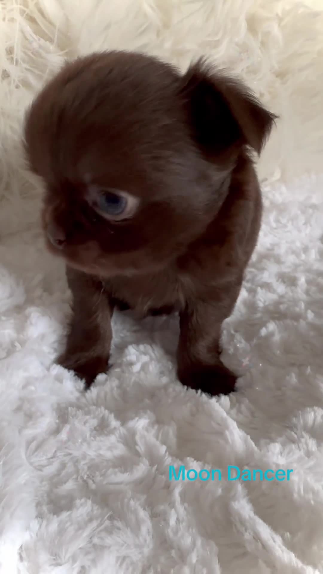 Chihuahua dogs for sale: KC chocolate and lilac long coat quality puppies  - Video 3