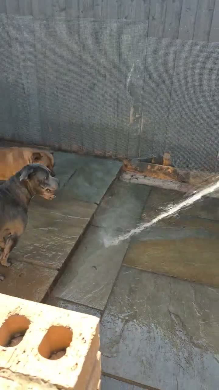 Staffordshire Bull Terrier dogs for stud: MAJESTAFFORD'S BLUE BARON - Video 4