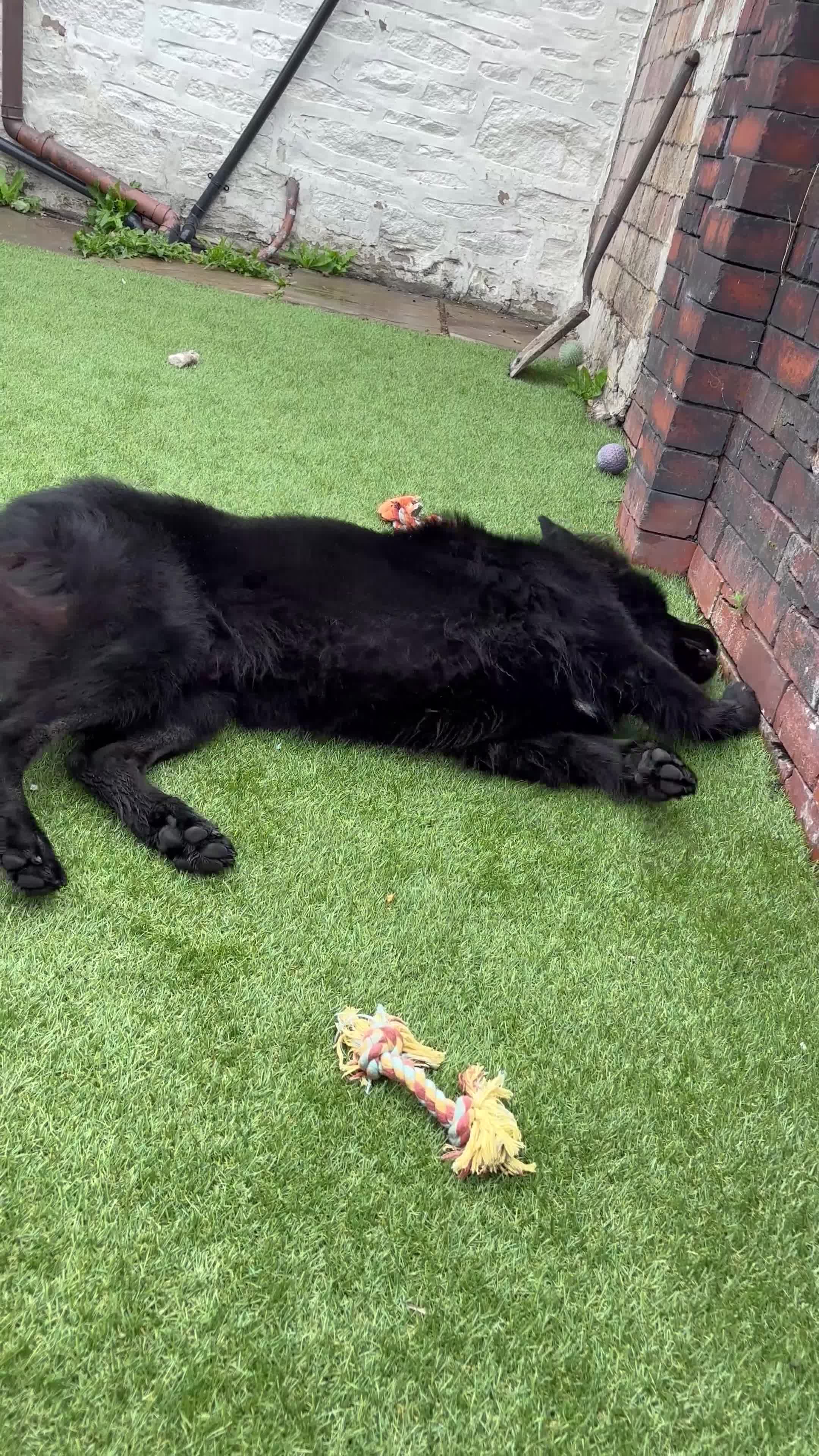 German Shepherd dogs for sale: Ace - 2 Years Old German Shepherd - Video 1