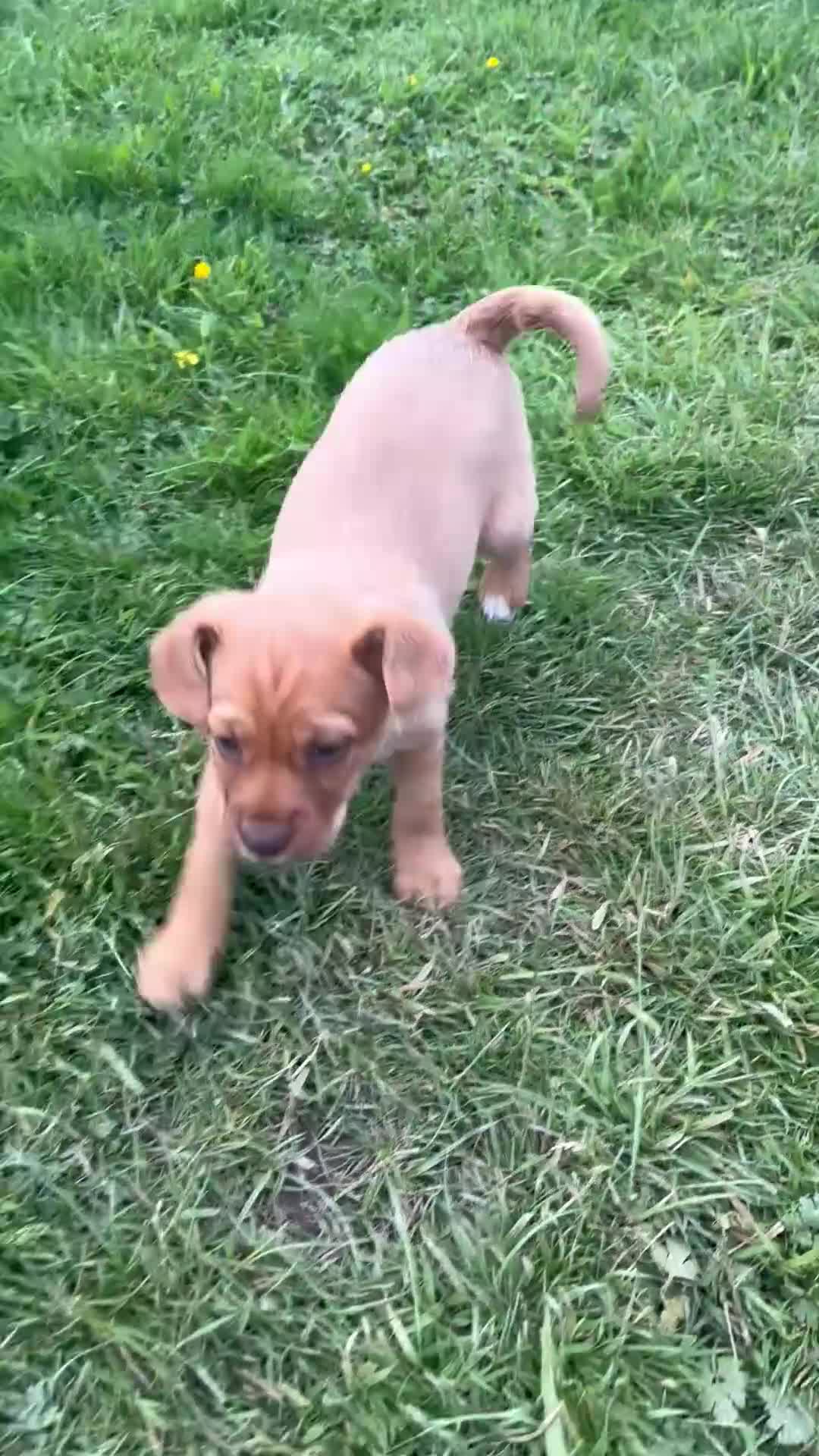 Mixed Breed dogs for sale: Gorgeous female Mixed Breed Puppy- ready now :) - Video 2