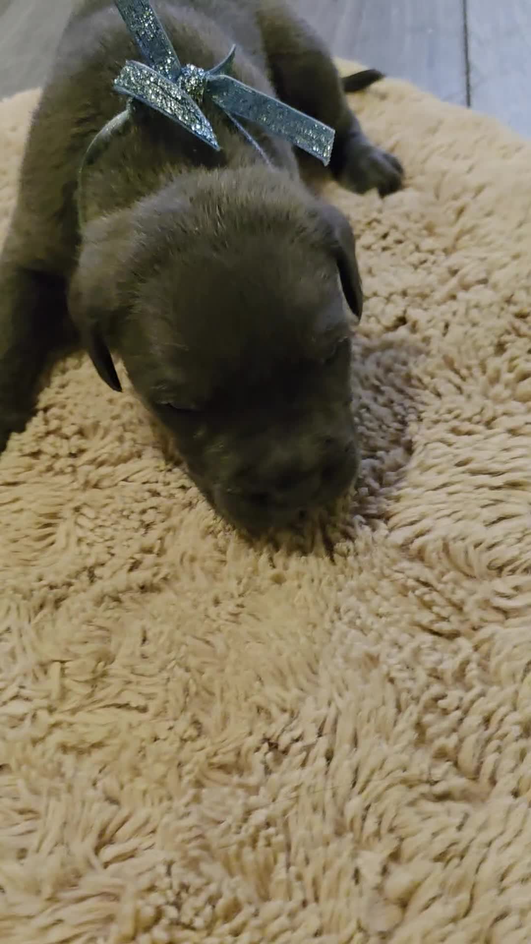 Cane Corso dogs for sale: Baby cane corsa - Video 3