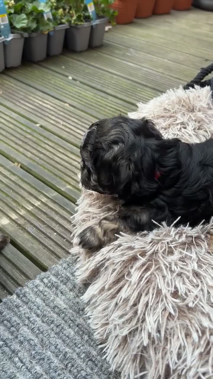 Yochon dogs for sale: Beautiful puppies looking for loving homes - Video 5