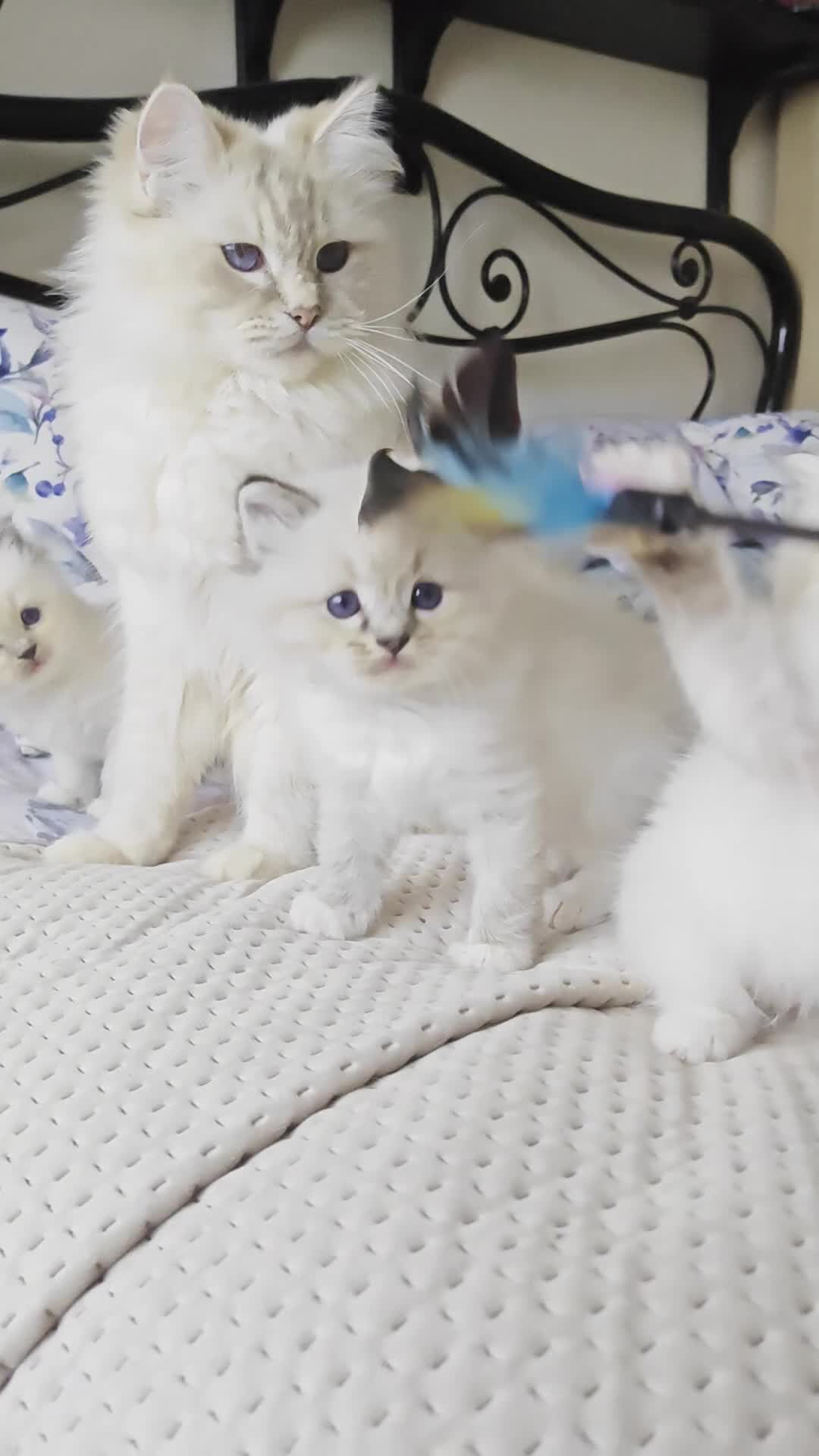 Ragdoll cats for sale: BEAUTIFUL RAGDOLLS KITTENS GCCF REGISTERED  - Video 2