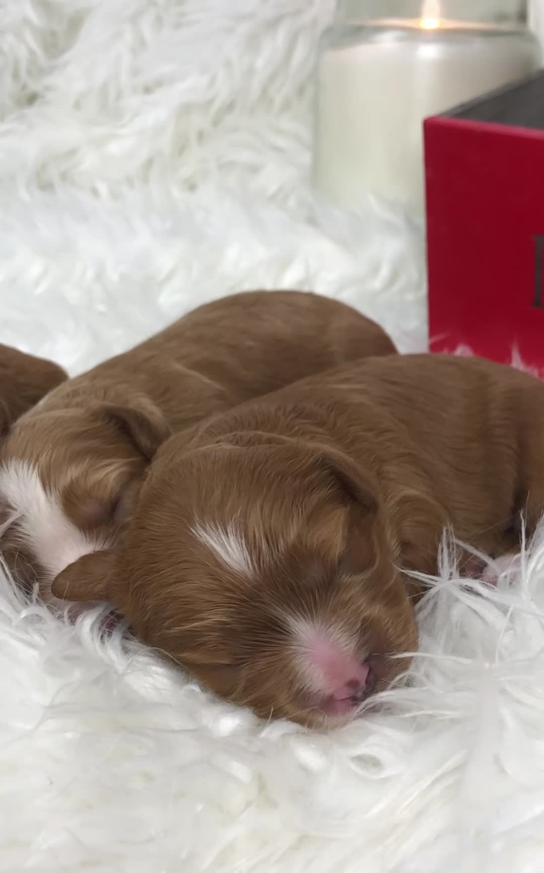 Cavapoo dogs for sale: Red F1 Cavapoo Ready to leave 20th December🐾🩵 - Video 1
