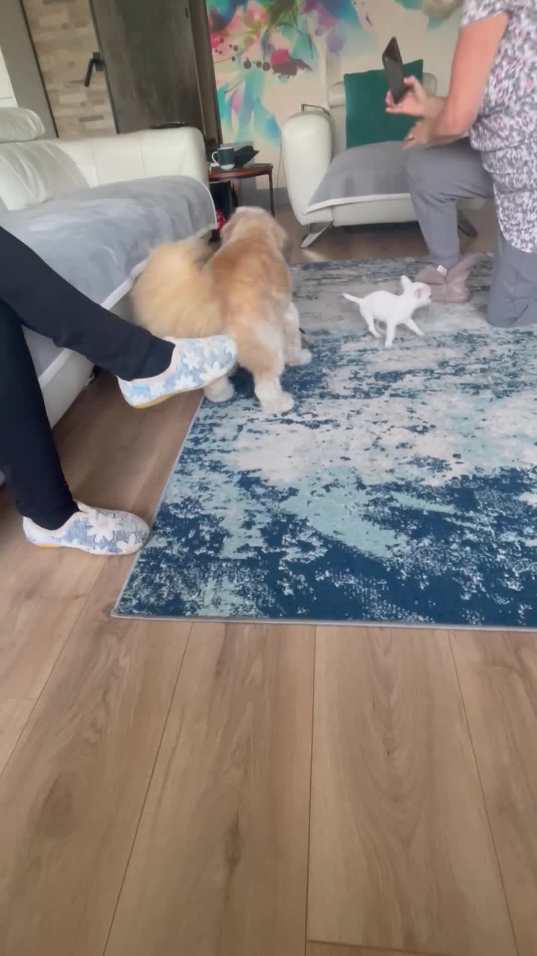 Chihuahua dogs for sale: KC Chihuahuas 🇬🇧 bloodline 5 🌟 - Video 2