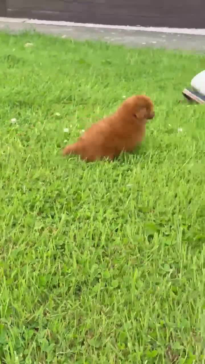 Toy Poodle dogs for sale: KC reg Toy Poodle boys - Video 4