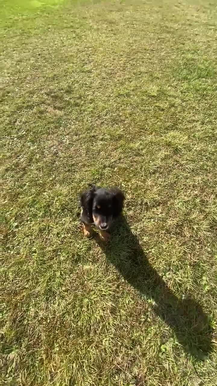 Cocker Spaniel dogs for sale: Trained Cocker Spaniel for sale *Reserved* - Video 4