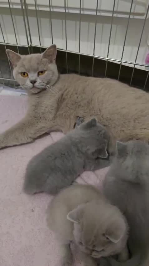 British Shorthair cats for sale: Champion Pedigree British Shorthair Kittens - Video 1