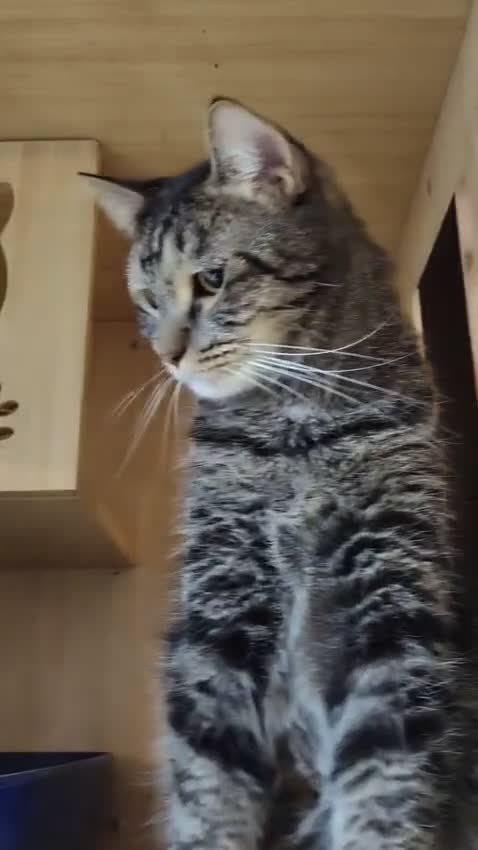 Mixed Breed cats for adoption: MISTER IS MY NAME I am SUPER HANDSOME & CUDDLY  - Video 1