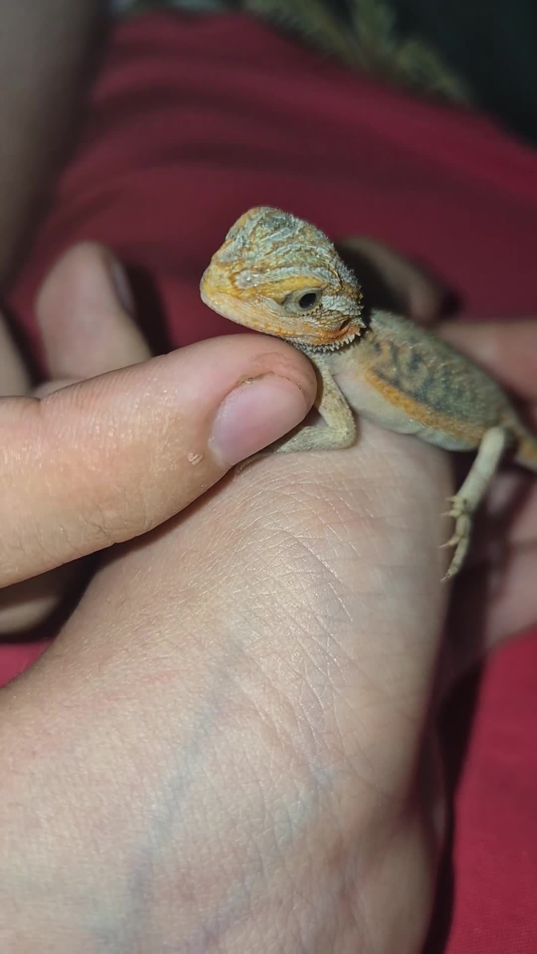 Bearded Dragon reptiles for sale: WhiteHypo x red translucent eggs 45days incubated  - Video 1