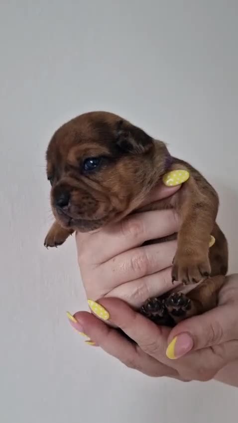 Mixed Breed dogs for sale: Only 1 Girl left! Ready to leave in a week!  - Video 2