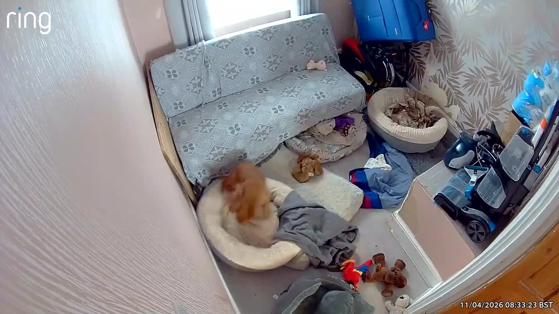 Mixed Breed dogs for sale: 5 month old Sprocker Spaniel in Birmingham - Video 1