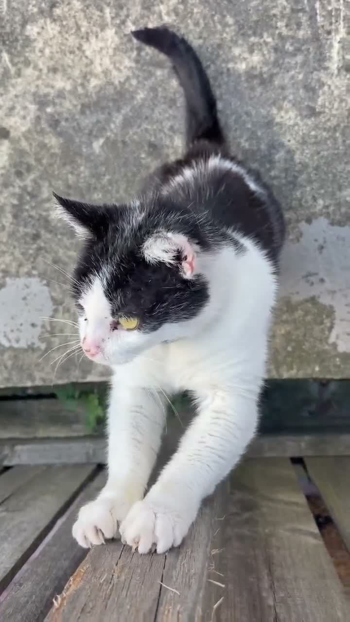 Mixed Breed cats for sale: Rehoming cat - Video 2