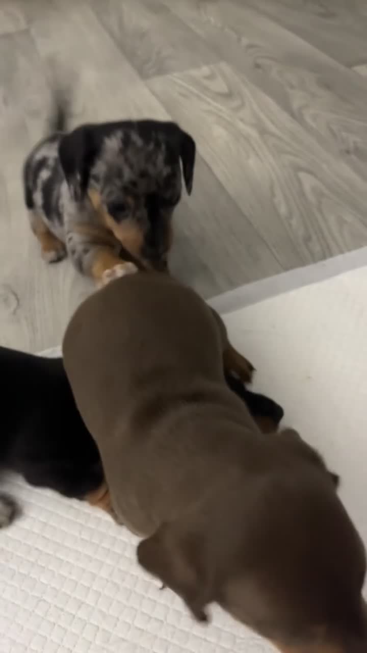 Dachshund dogs for sale: 🎅beautiful dachshund puppies🎅 - Video 1