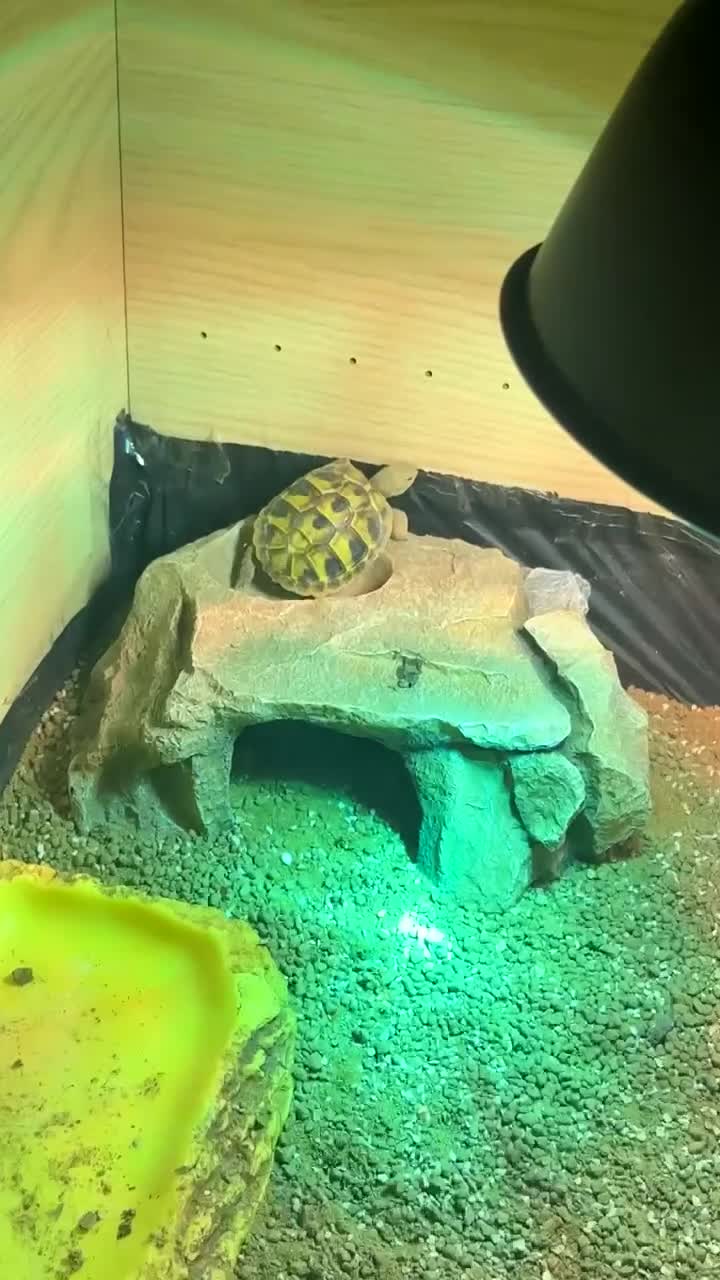 Hermann Tortoise reptiles for sale: Herman tortoise with full set up  - Video 1