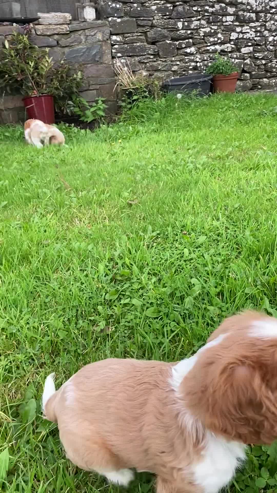 Cavalier King Charles Spaniel dogs for sale: Gorgeous Cavalier King Charles Spaniel Puppies - Video 2