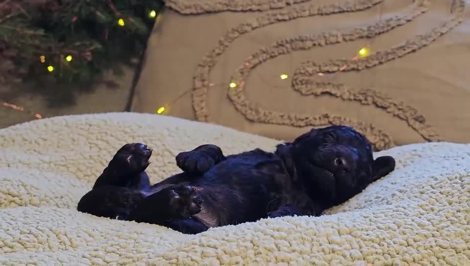 Goldendoodle dogs for sale: Exceptional Medium Goldendoodle pups for sale - Video 2