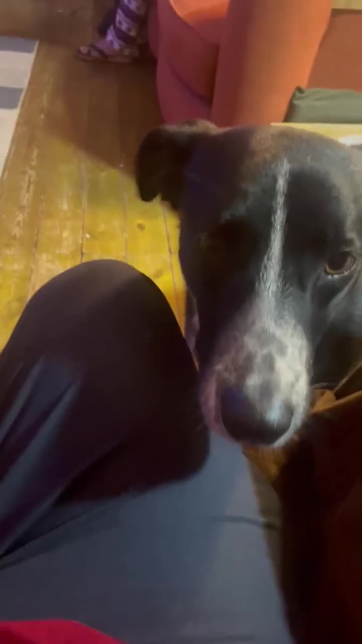 Mixed Breed dogs for adoption: Sergio the rescue dog sweetheart, in Liverpool - Video 1