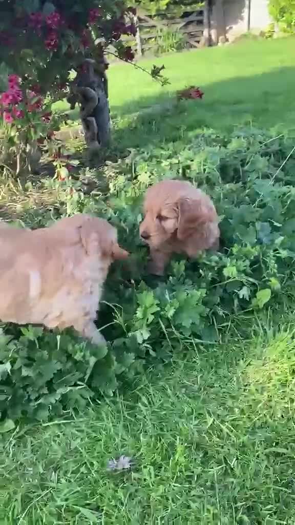 Goldendoodle dogs for sale: Red F1 Goldendoodle puppies for sale  in Leyland - Video 2