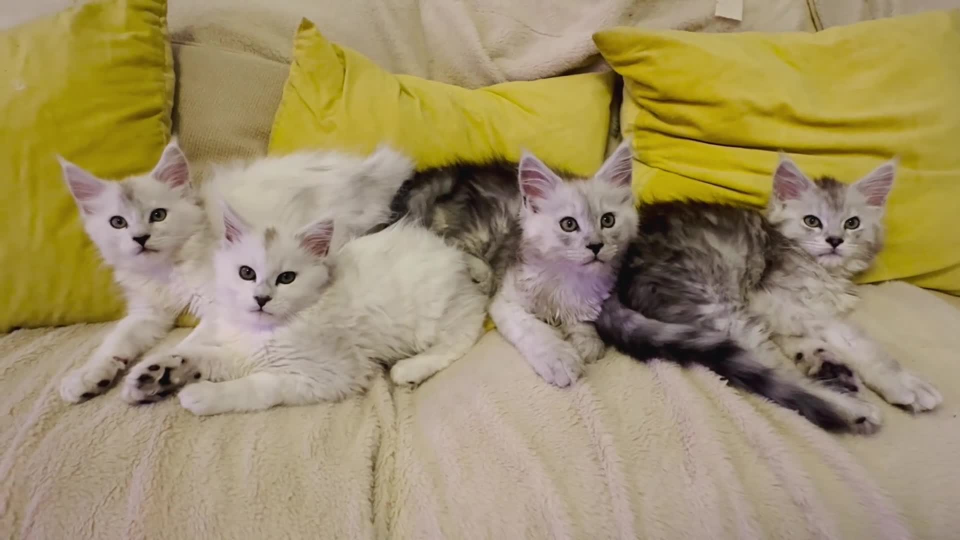 Maine Coon cats for sale: Gorgeous Shaded Pedigree Maine Coon Kittens - Video 1