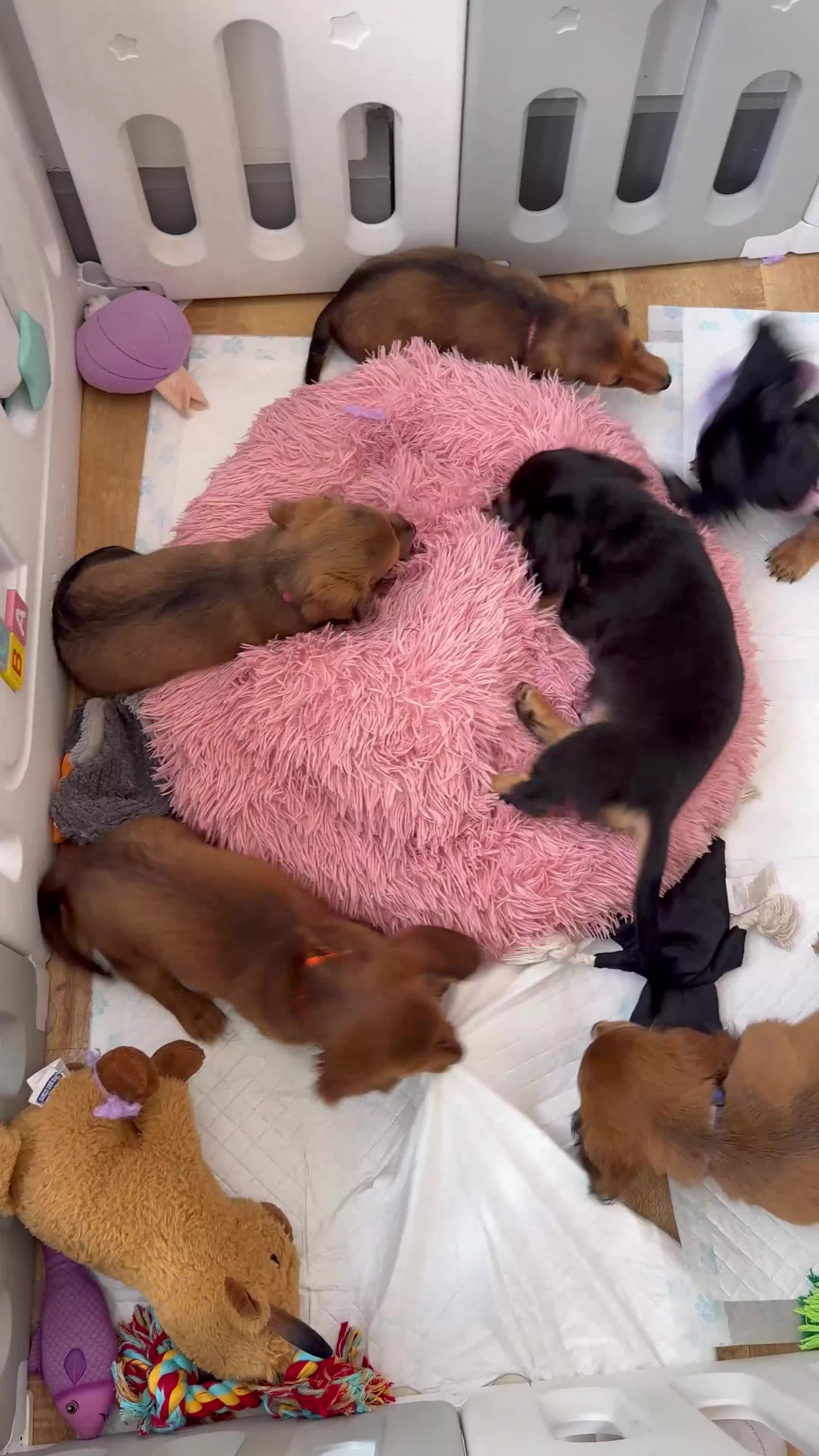 Miniature Dachshund dogs for sale: ⭐️ Miniature Long Haired Dachshund Pups ⭐  - Video 2