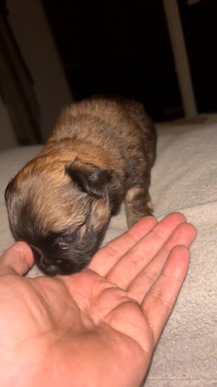 Mixed Breed dogs for sale: Chihuahua x pups  - Video 2