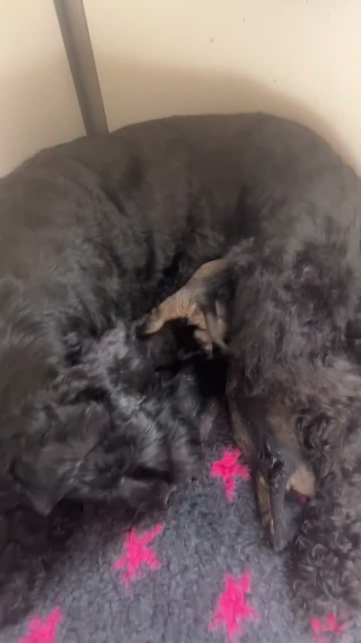 Giant Schnauzer dogs for sale: Giant Schnauzer Puppies  - Video 1