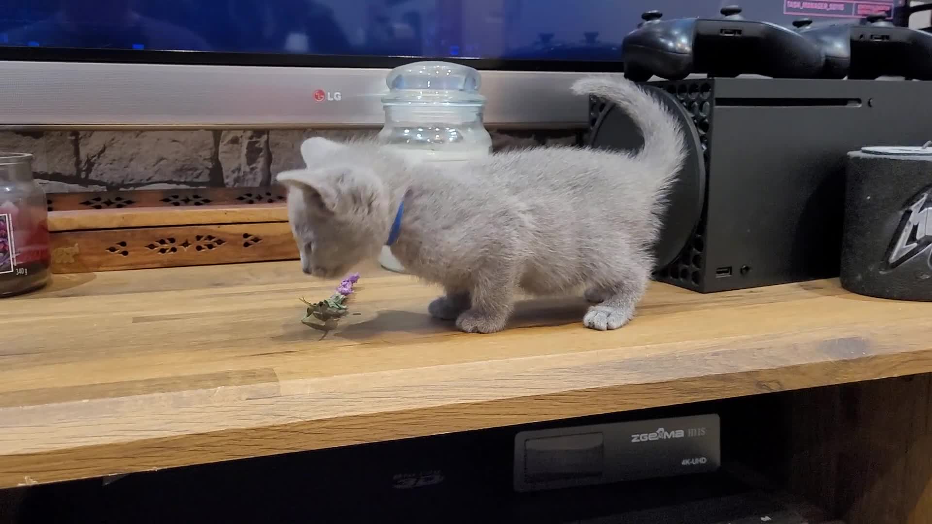 Russian Blue cats for sale: Pure Russian Blue kittens for sale 💙  - Video 4