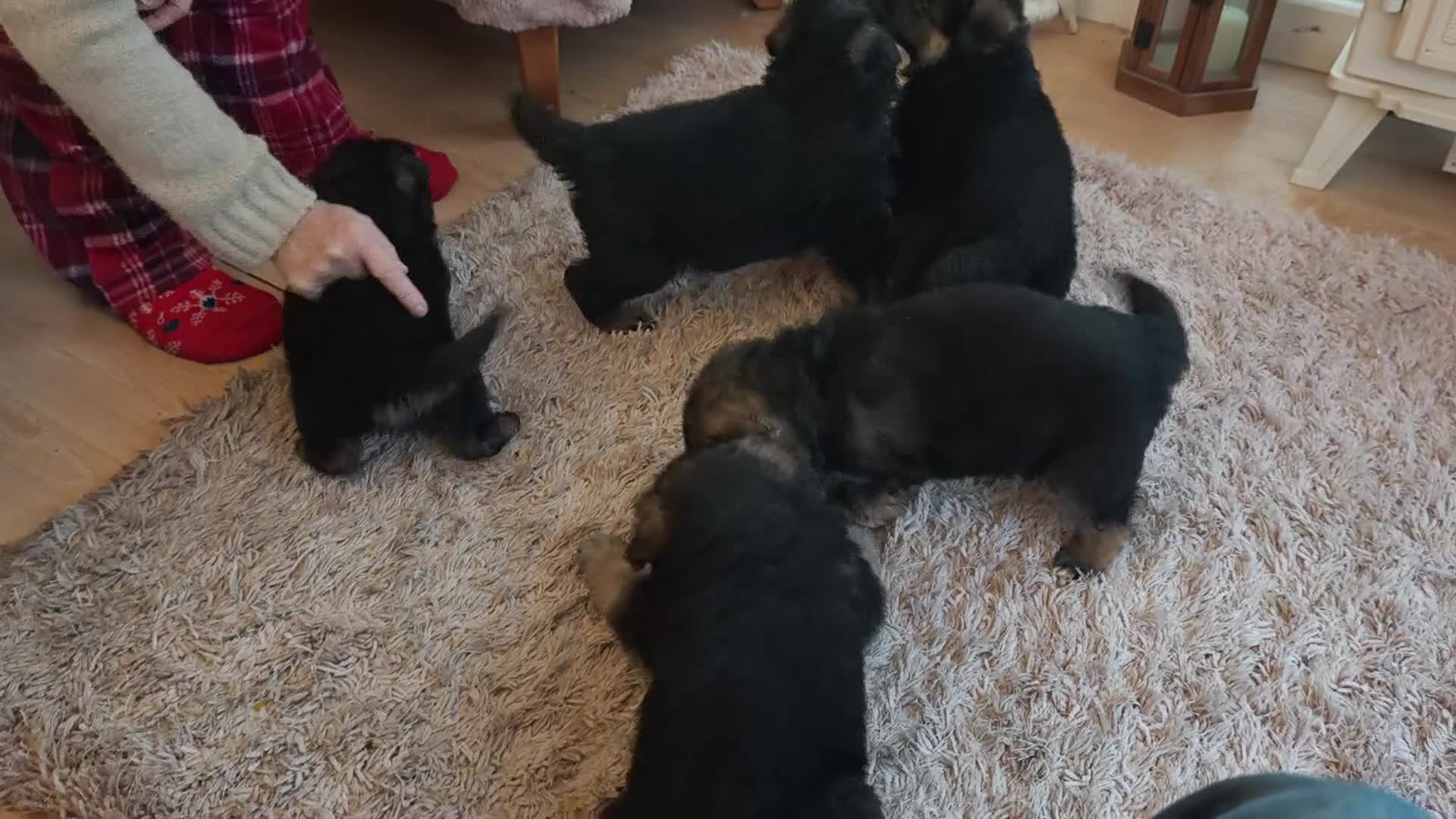 German Shepherd dogs for sale: German Shepherd Puppies - Video 1