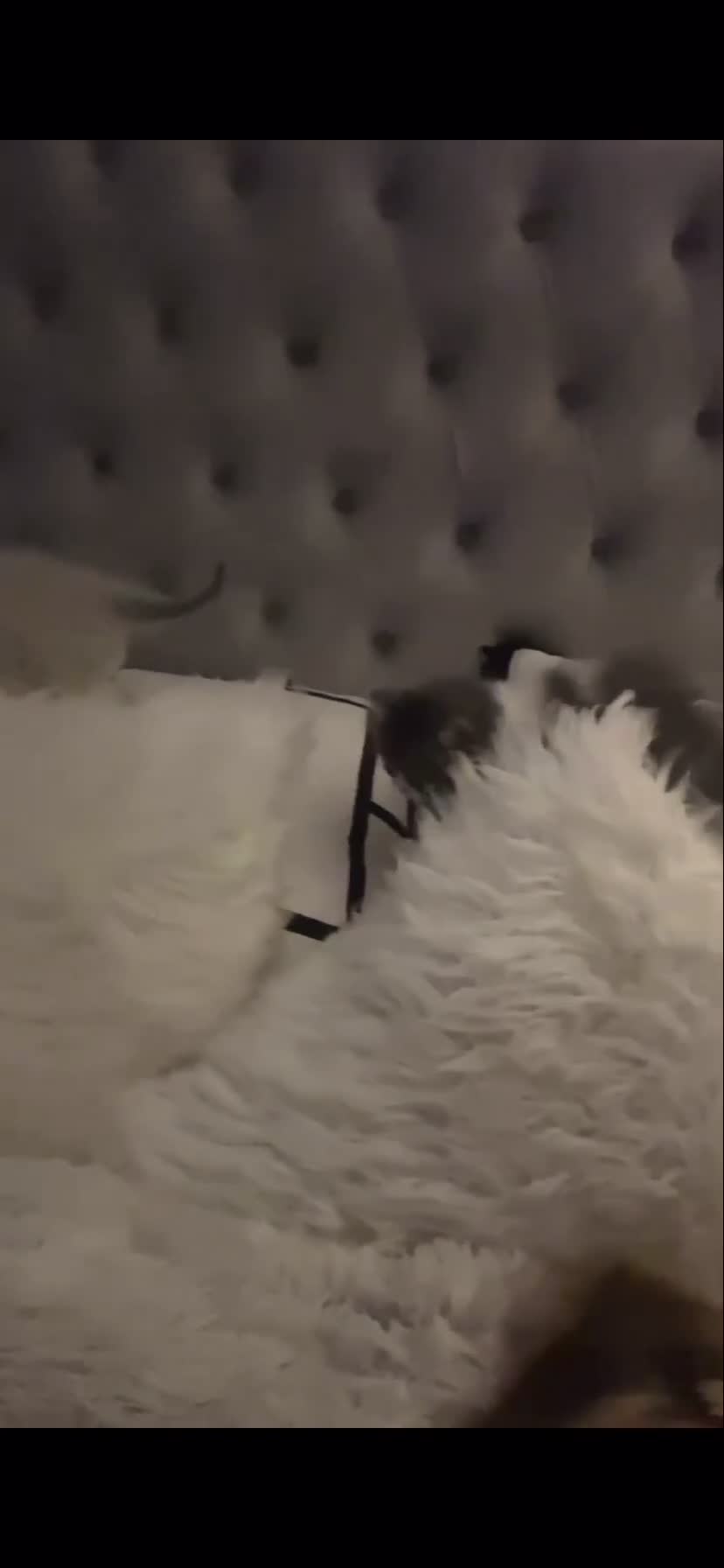 Persian cats for sale: Dollface Persian Kittens  - Video 2