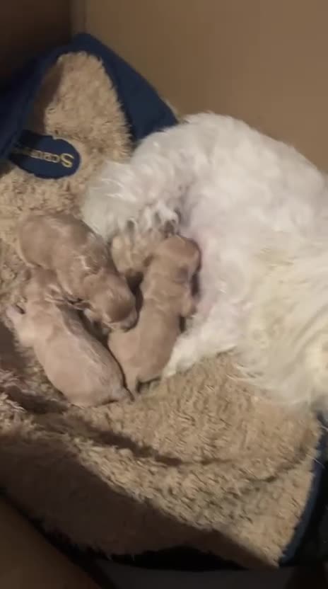 Maltipoo dogs for sale: family pet litter Mini Maltipoo puppies  - Video 1