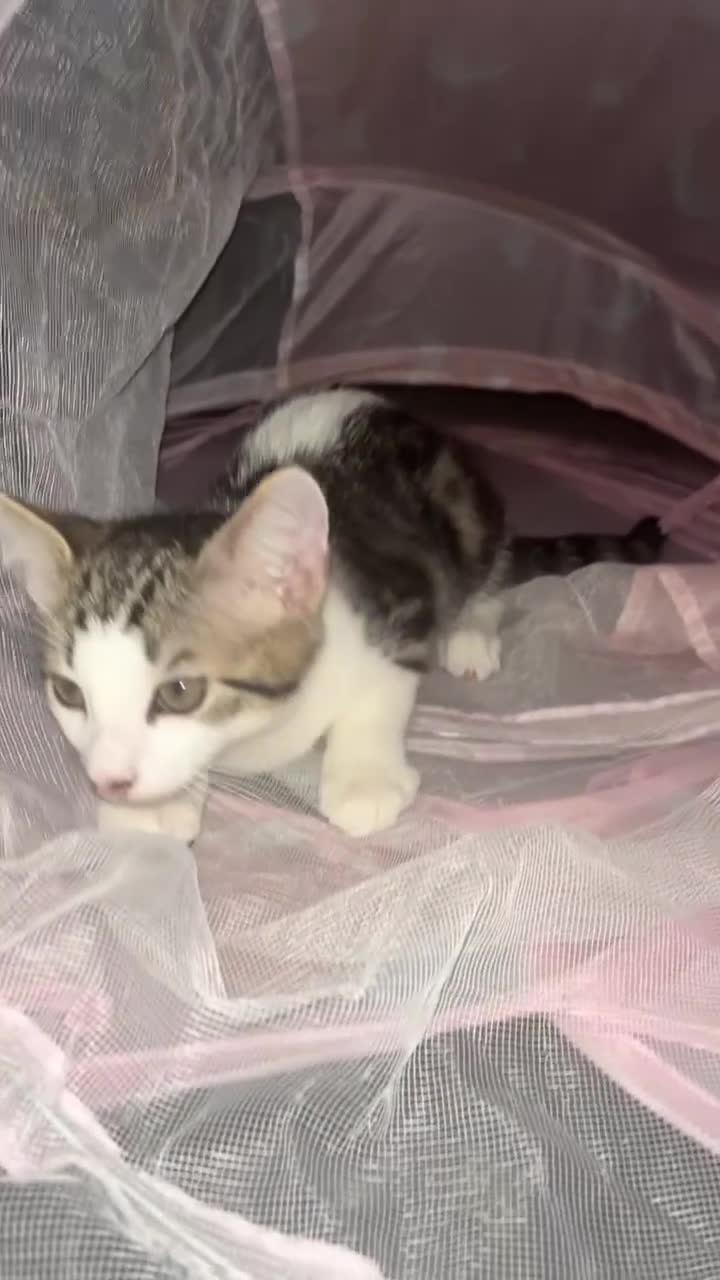 British Shorthair cats for sale: Beautiful boy kitten!!🩵 - Video 1