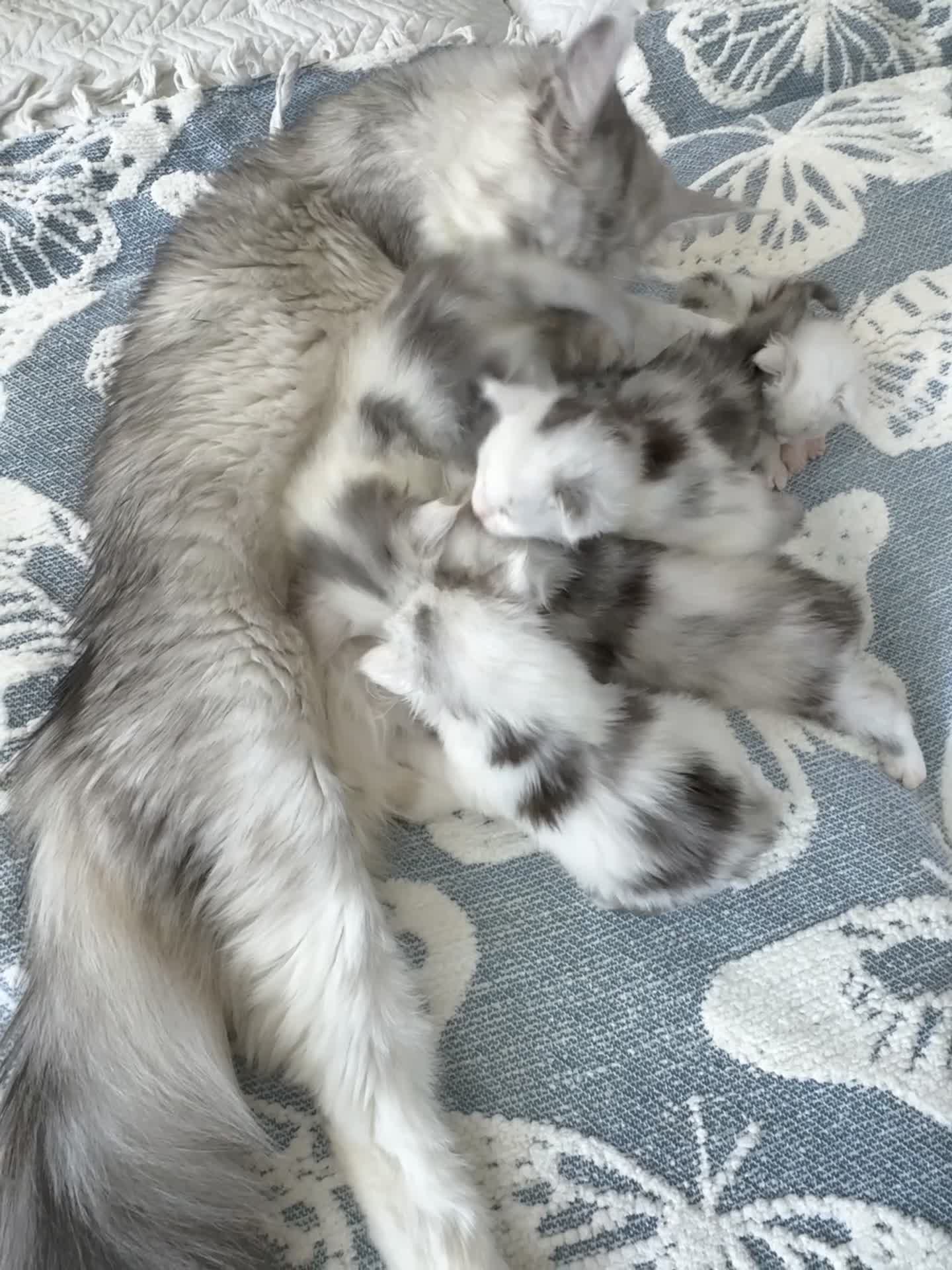 Maine Coon cats for sale: 🐾 Beautiful Maine Coon kittens  - Video 2