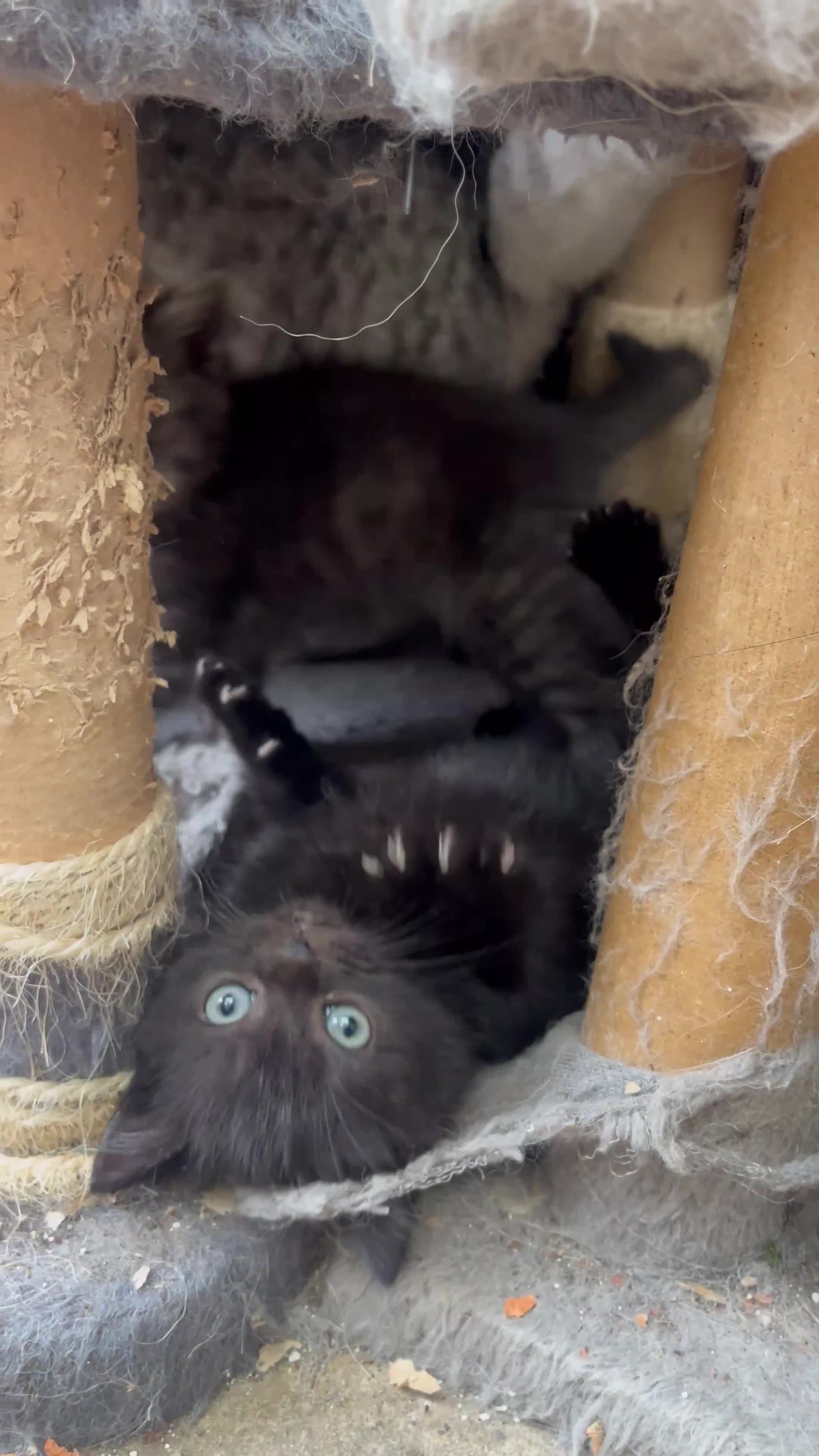 Persian cats for sale: Mixed breed persians - Video 2